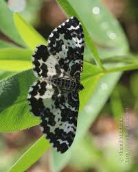 Attēlu rezultāti vaicājumam “Epirrhoe tristata imago”