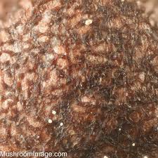 Attēlu rezultāti vaicājumam “Lycogala confusum”