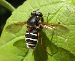 Attēlu rezultāti vaicājumam “Sericomyia lappona”
