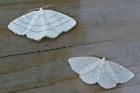 Attēlu rezultāti vaicājumam “Cabera exanthemata”