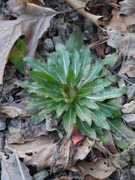 Attēlu rezultāti vaicājumam “Oenothera biennis leaf”