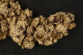 Attēlu rezultāti vaicājumam “Hypotrachyna sp.”