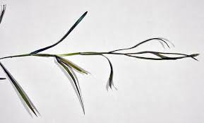 Attēlu rezultāti vaicājumam “Potamogeton compressus”