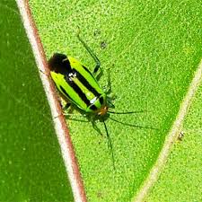 Attēlu rezultāti vaicājumam “Miridae”