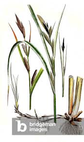 Attēlu rezultāti vaicājumam “Carex riparia”