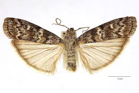 Attēlu rezultāti vaicājumam “Dioryctria abietella”