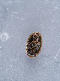 Attēlu rezultāti vaicājumam “Enochrus affinis”