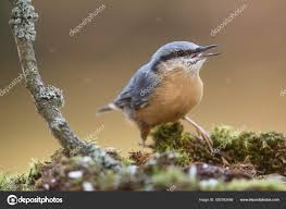 Attēlu rezultāti vaicājumam “Sitta europaea”