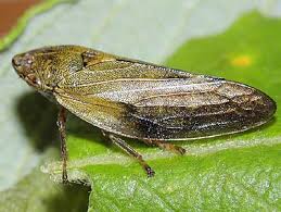 Attēlu rezultāti vaicājumam “Aphrophora salicina”