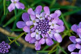 Image result for Iberis umbellata
