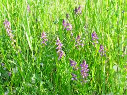 Attēlu rezultāti vaicājumam “Polygala comosa flower”
