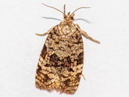 Attēlu rezultāti vaicājumam “Dichelia histrionana”