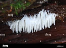 Attēlu rezultāti vaicājumam “Dentipellis fragilis”