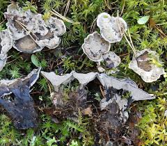 Attēlu rezultāti vaicājumam “Phellodon tomentosus”