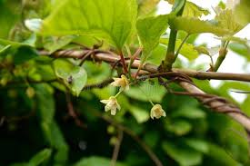 Attēlu rezultāti vaicājumam “Schisandra chinensis flower”