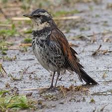 Image result for Turdus eunomus