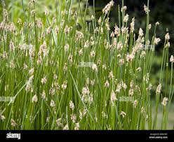 Attēlu rezultāti vaicājumam “Eleocharis palustris flower”
