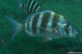 Image result for Diplodus cervinus