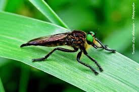 Attēlu rezultāti vaicājumam “Choerades sp.”