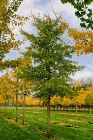 Attēlu rezultāti vaicājumam “Ginkgo biloba leaf”