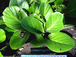 Attēlu rezultāti vaicājumam “Bergenia crassifolia”