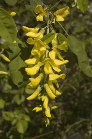 Attēlu rezultāti vaicājumam “Laburnum alpinum flower”