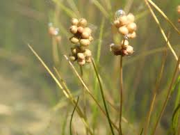 Attēlu rezultāti vaicājumam “Stuckenia filiformis flower”