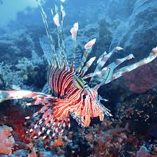 Image result for Pterois volitans