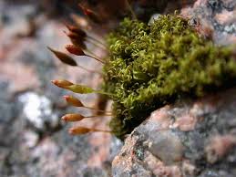 Attēlu rezultāti vaicājumam “Conardia compacta macro”