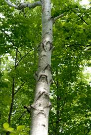 Attēlu rezultāti vaicājumam “Betula papyrifera”