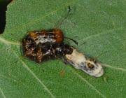 Attēlu rezultāti vaicājumam “Acronicta alni larva”