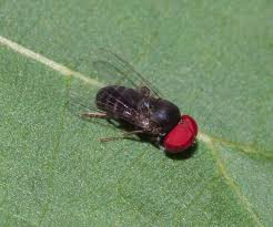 Attēlu rezultāti vaicājumam “Platypezidae”
