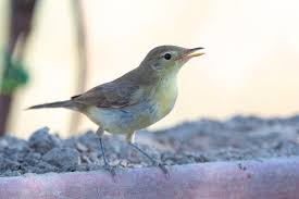 Image result for Hippolais polyglotta