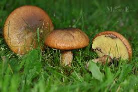 Attēlu rezultāti vaicājumam “Suillus luteus”