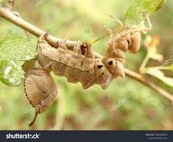 Attēlu rezultāti vaicājumam “Stauropus fagi”