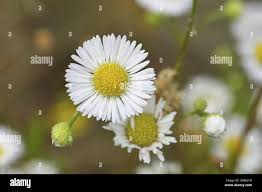 Attēlu rezultāti vaicājumam “Erigeron annuus flower”