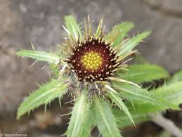 Attēlu rezultāti vaicājumam “Carlina biebersteinii leaf”