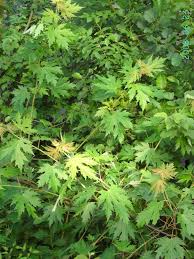 Attēlu rezultāti vaicājumam “Acer saccharinum”