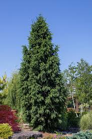 Attēlu rezultāti vaicājumam “Picea abies”