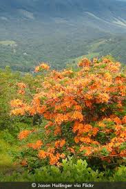 Attēlu rezultāti vaicājumam “Rhododendron calendulaceum”