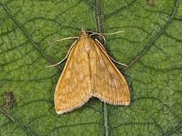 Attēlu rezultāti vaicājumam “Sitochroa verticalis”