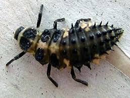 Attēlu rezultāti vaicājumam “Calvia quatuordecimguttata”