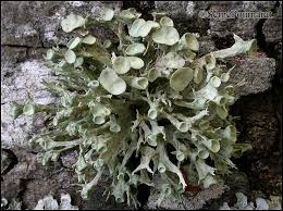 Attēlu rezultāti vaicājumam “Ramalina fastigiata”