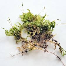 Attēlu rezultāti vaicājumam “Homalia trichomanoides sporophyte”