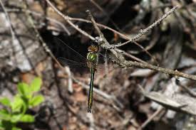 Attēlu rezultāti vaicājumam “Cordulia aenea”