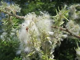 Attēlu rezultāti vaicājumam “Salix caprea fruit”