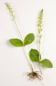 Attēlu rezultāti vaicājumam “Listera ovata flower”