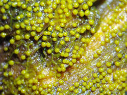 Attēlu rezultāti vaicājumam “Physarum bivalve”