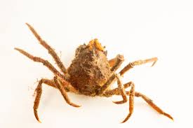 Image result for Hyas coarctatus