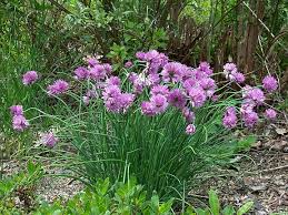 Image result for Allium schoenoprasum